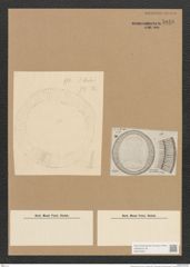 Diatomeae indet. (de-Toni-Nr.: Species 2509 ?) Zeichnungen Sammlung Grunow Nr. 5046 (NHMW-BOT-W0373307)